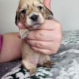 Shaded cream female 1 - Cream female Dachshund puppy in Belle Rive, Illinois from Akin's Miniature Dachshunds, LLC