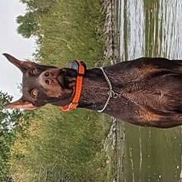 Doberman Pinschers from 7220 Doberman