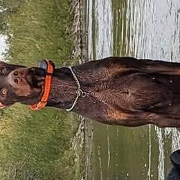 Doberman Pinschers from 7220 Doberman