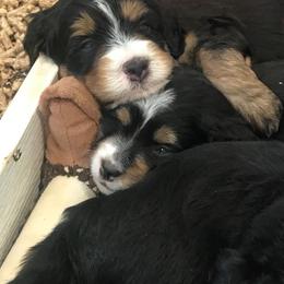 Bernedoodle, Goldendoodle, and Sheepadoodle Puppies from Country Meadow Doodles