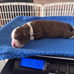 Boy 1 - male Australian Mountain Doodle puppy in Decatur, Illinois from Signature Doodles