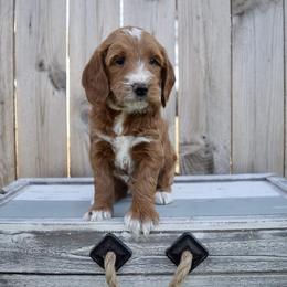 Goldendoodle Puppies from Gertie’s Goldendoodles