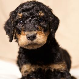 Cosmo - Phantom male Goldendoodle puppy in Palmetto Bay, Florida from SOMIDOODLES