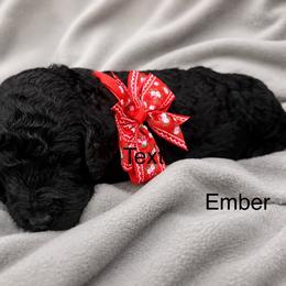 Ember - Black female Poodle puppy in Flora, Illinois from Hanging Rock Poodles