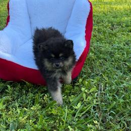 Onyx Belle - Black and tan female Pomeranian puppy in Bonita Springs, Florida from 🤎 Dreaming Puppies 🐶