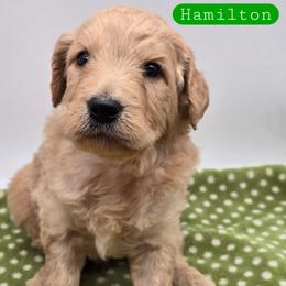 Hamilton - Apricot male Goldendoodle puppy in Neillsville, Wisconsin from Granton Creek