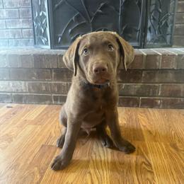 Blue Boy - Brown male Chesapeake Bay Retriever puppy in Dallas, Texas from Cedar Ridge Chessies