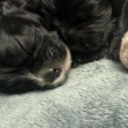 Pink - Black and white female Cocker Spaniel puppy in Hayward, California from Villa Coco