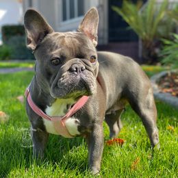 Vivienne - French Bulldog