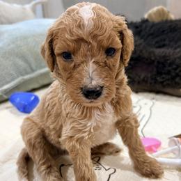 Tootles - Parti male Goldendoodle puppy in Pittsburg, Texas from Peachy Pine Goldendoodles