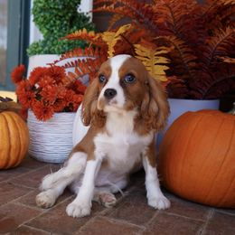 Lawyer - Blenheim male Cavalier King Charles Spaniel puppy in Lula, Georgia from Cavaliers by Crumley