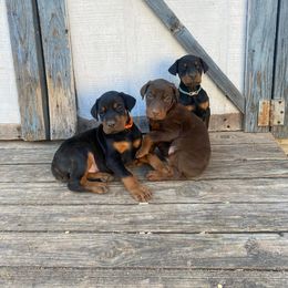 Doberman Pinscher Puppies from Lilo & Stitch Kennels