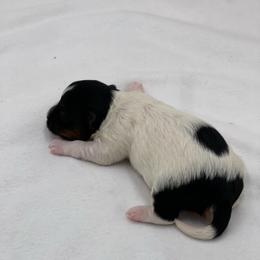 River- 3700 - Black tan and white female Biewer Terrier puppy in Douglas, Georgia from Heartland small breeds
