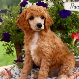Rita - Apricot female Poodle puppy in Utica, Ohio from Crystal Rose Canines