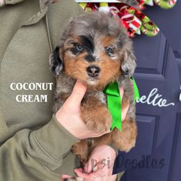 Coconut Cream - Blue merle male Bernedoodle puppy in Herriman, Utah from Gypsi Doodles & Poodles LLC.