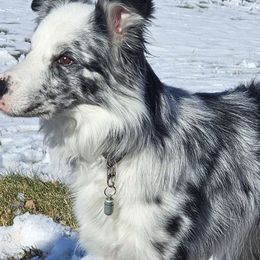 Zero - Border Collie