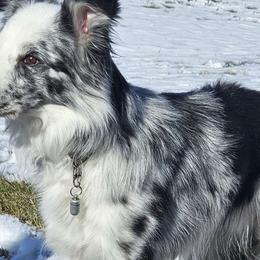Zero - Border Collie