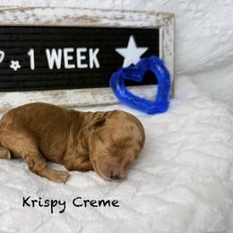 Krispy Creme - Red  male Poodle puppy in Florida from Adorable Toy-Miniature Poodles