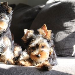 Yorkshire Terrier Puppies from Diamond in a Rough Yorkies