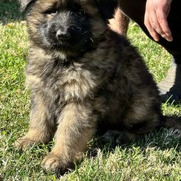 German Shepherd and Pembroke Welsh Corgi Puppies from Top Shepherd Perlez