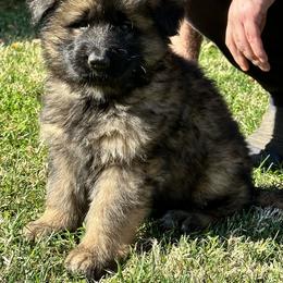 German Shepherd and Pembroke Welsh Corgi Puppies from Top Shepherd Perlez