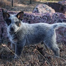 Blitz - Blue male Australian Cattle Dog puppy in Runnels County, Texas from MC Heelers & Aussies