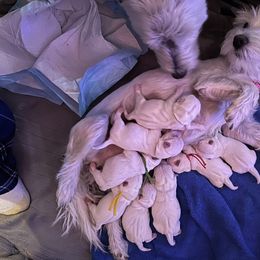West Highland White Terriers from Whitehouse Westies