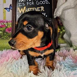JAVA - Black and tan female Dachshund puppy in Rio Grande City, Texas from Hounds All Night