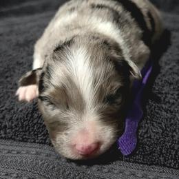 Purple - Blue merle male Australian Shepherd puppy in Vona, Colorado from Dyna Aussies
