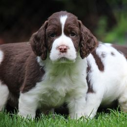 LunchMeat - Liver and white English Springer Spaniel puppy in Salem, Oregon from Ivy Hill English Springer Spaniels