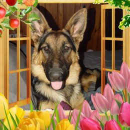 German Shepherds from Charlene Best's German Shepherds
