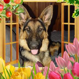 German Shepherds from Charlene Best's German Shepherds