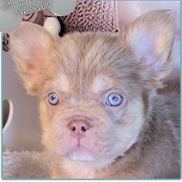 Boy 1 - Daydreamer - Cream male French Bulldog puppy in Elberton, Georgia from Ioney's Southern Paws Shelties, Frenchies, and Yorkies