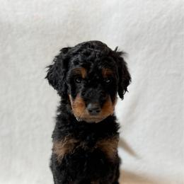 Boy 3 - Black male Goldendoodle puppy in Valley Farms, Arizona from Gall’s Doodle Ranch