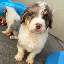 Gomez - Red merle male Aussiedoodle puppy in Moreno Valley, California from Rainbow SoCal Doodles
