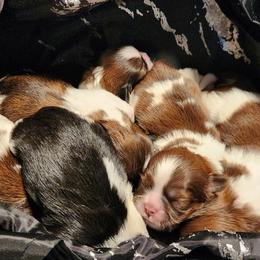 Shih Tzu puppies from Kuddly Creatures