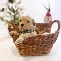 Goldendoodle Puppies from Proctor’s Petite Goldendoodles