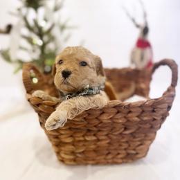 Goldendoodle Puppies from Proctor’s Petite Goldendoodles