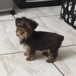 Patch AKC - Chocolate and tan male Yorkshire Terrier puppy in Labelle, Florida from Chocolate and Parti Yorkies in Florida