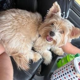 Pixie - Yorkshire Terrier
