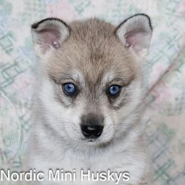 Boy 1 - Gray and white male Alaskan Klee Kai puppy in Klamath Falls, Oregon from Nordic Mini Huskys