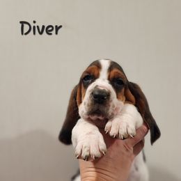 Basset Hound Puppies from Twin Creek Acres