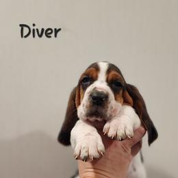 Basset Hound Puppies from Twin Creek Acres