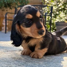 Mary - Black and tan female Dachshund puppy in Redding, California from Jean & Mae Doxies