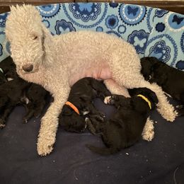 Bedlington Terrier puppies from Windslore Bedlington Terriers