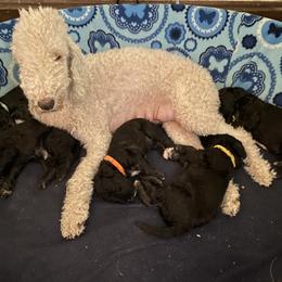 Bedlington Terrier puppies from Windslore Bedlington Terriers