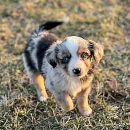Toy Australian Shepherd Puppies from Kickapoo Creek Toy Aussies