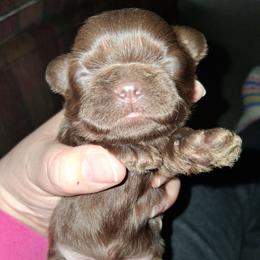 Job - Lilac male Shih Tzu puppy in Memphis, Tennessee from Lady and the Tramp