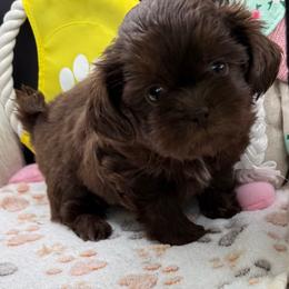 Cannon - Chocolate male Shih Tzu puppy in Stafford, Virginia from Bayview Pups