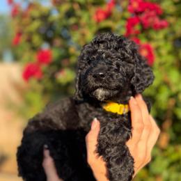 Poppy - Black female Poodle puppy in Midwest City, Oklahoma from Strawberry Hill Puppy Patch